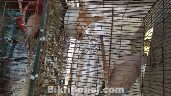 কিছু অস্ট্রেলিয়ান ঘুঘু পাখি,